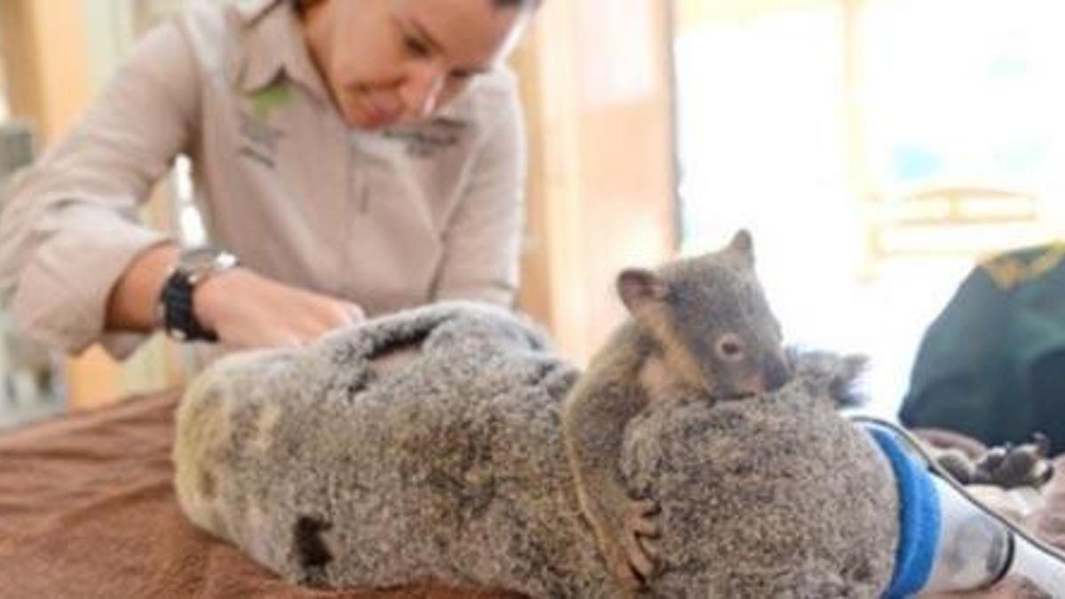 Bebek koala ameliyat olan annesini bırakmadı