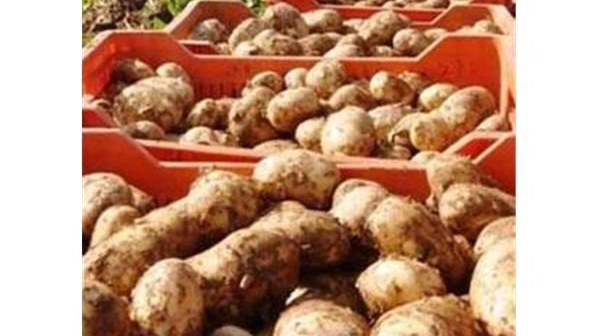 Patates fiyatları yeniden yükselişe geçti