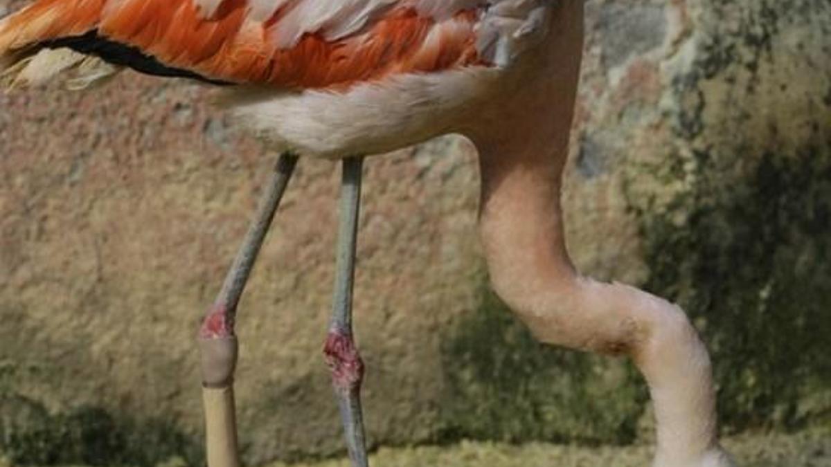 Flamingoya protez bacak takıldı