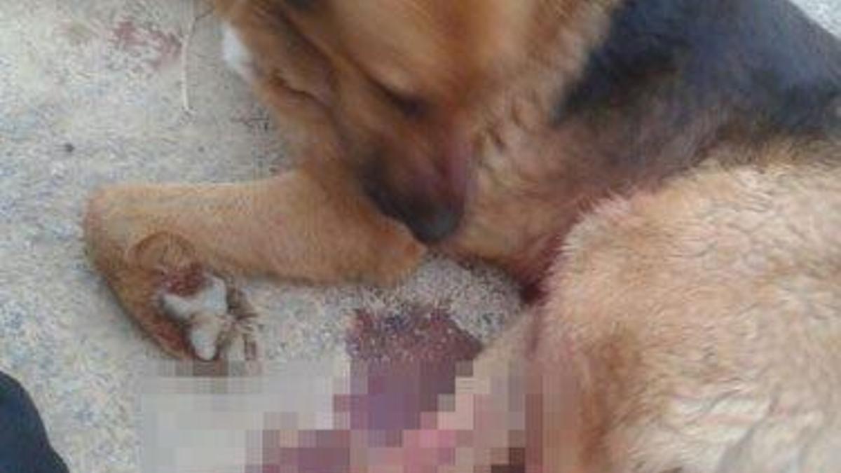 Komiser yardımcısı köpeği vurdu