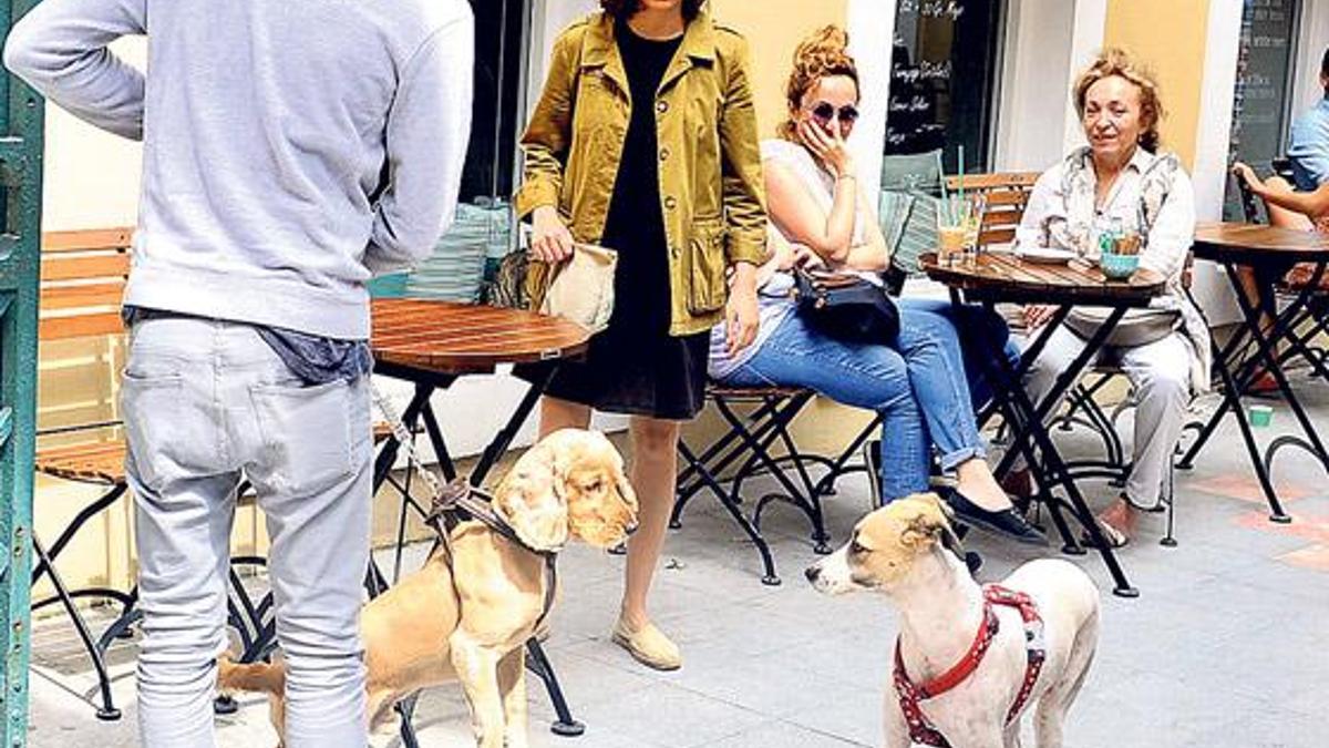 Köpekleri tanıştırdılar!