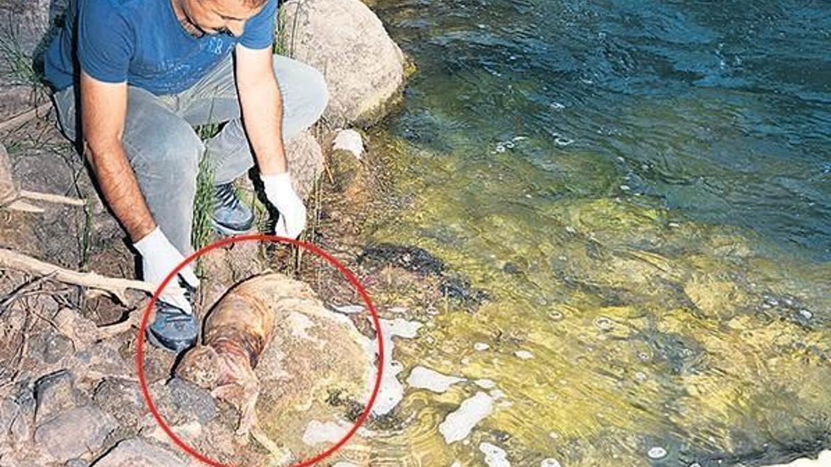 Tunceli’de ‘Anadolu parsı’ umudu