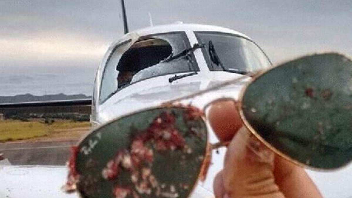 Havada akbaba ile çarpışınca...