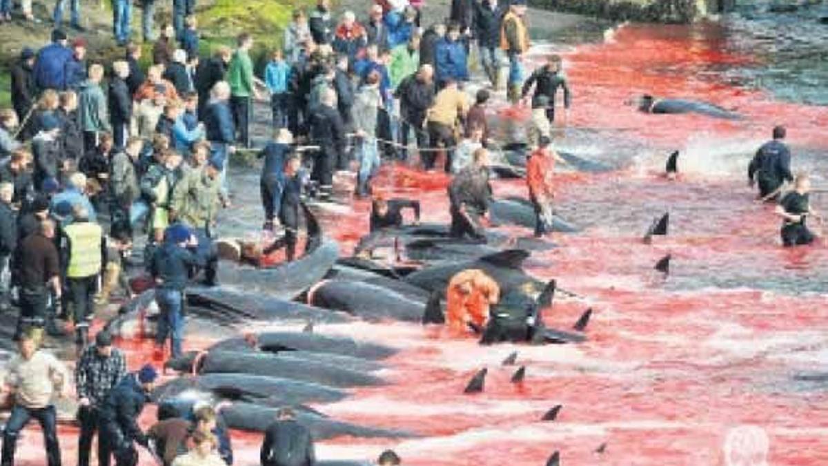 Faroe Adaları’nda balina katliamı!