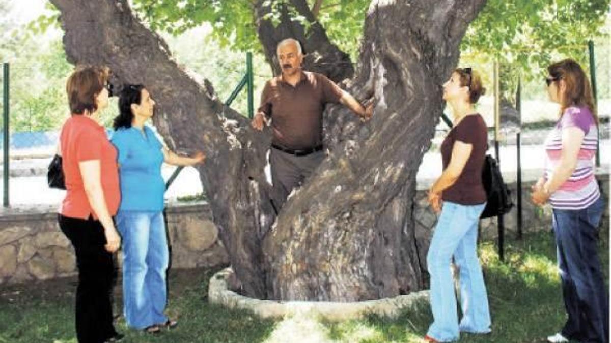 ‘Kesilen anıt ağaç ömrünü tamamlamıştı’