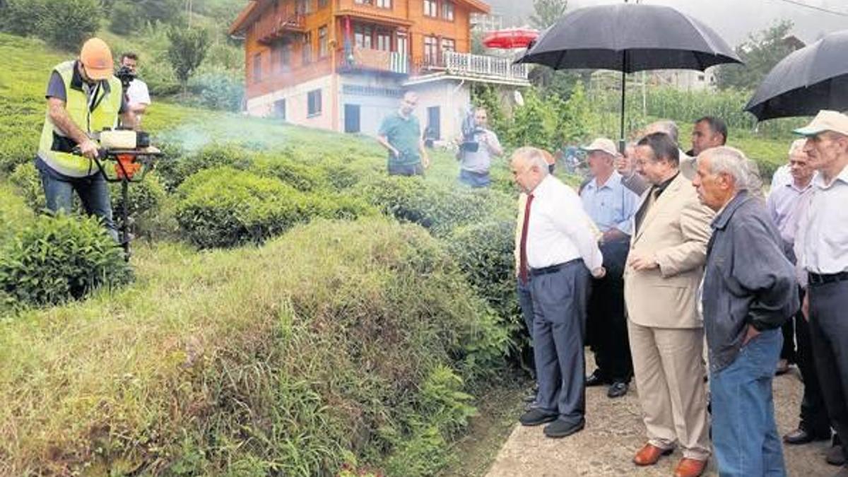 Rize organik çay havzası olacak!