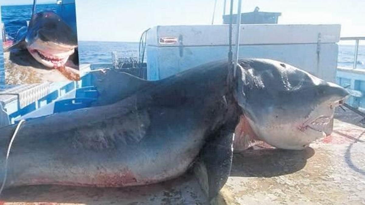 Jaws yanında hamsi gibi kalır!