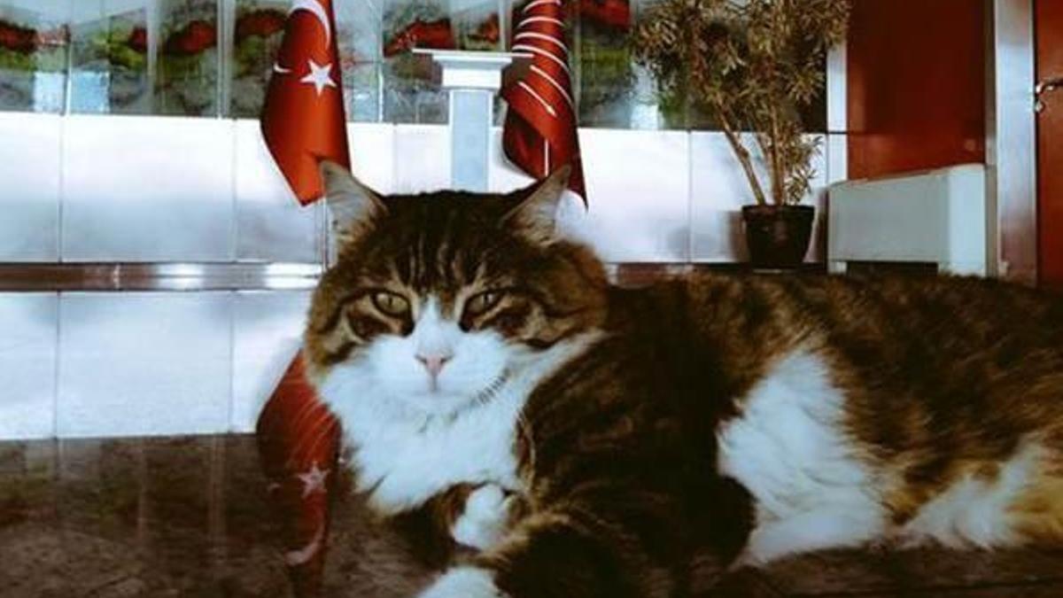 CHP'nin kedisi Şero'dan koalisyon yorumu