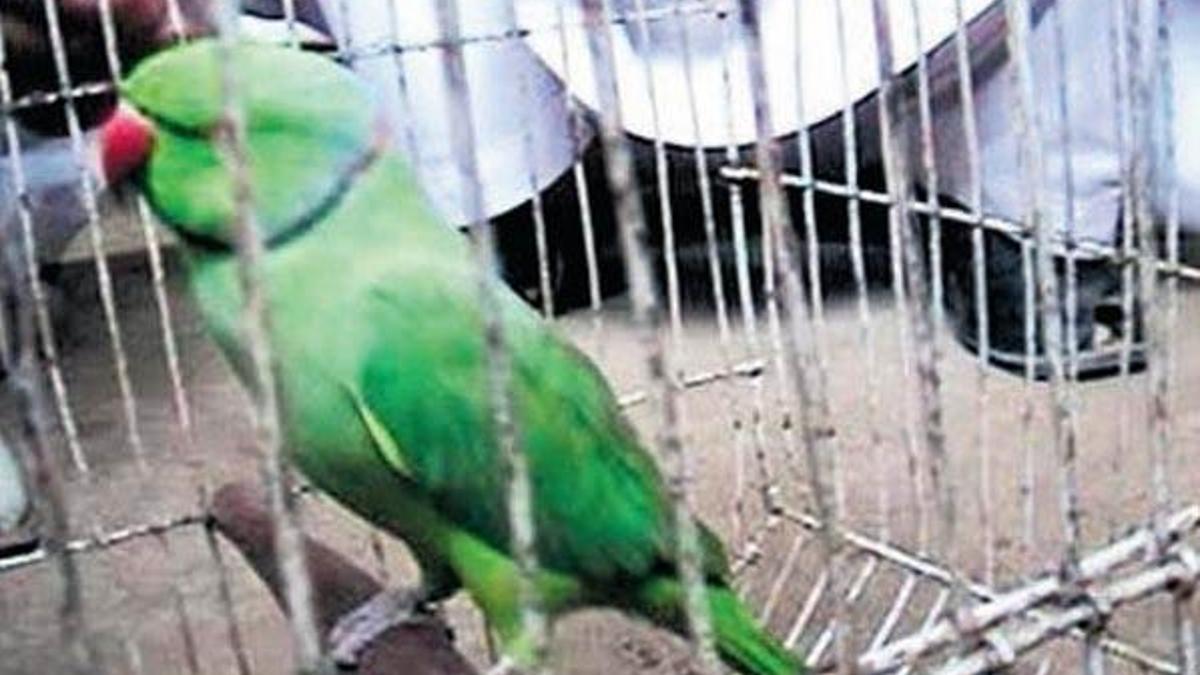 Papağan, yaşlı bir kadına hakaretten gözaltına alındı
