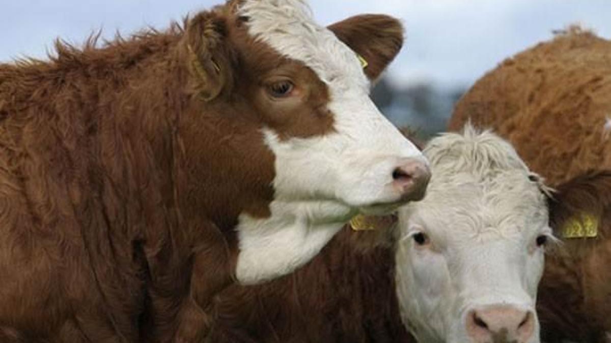 İnternetten kurbanlık dönemi