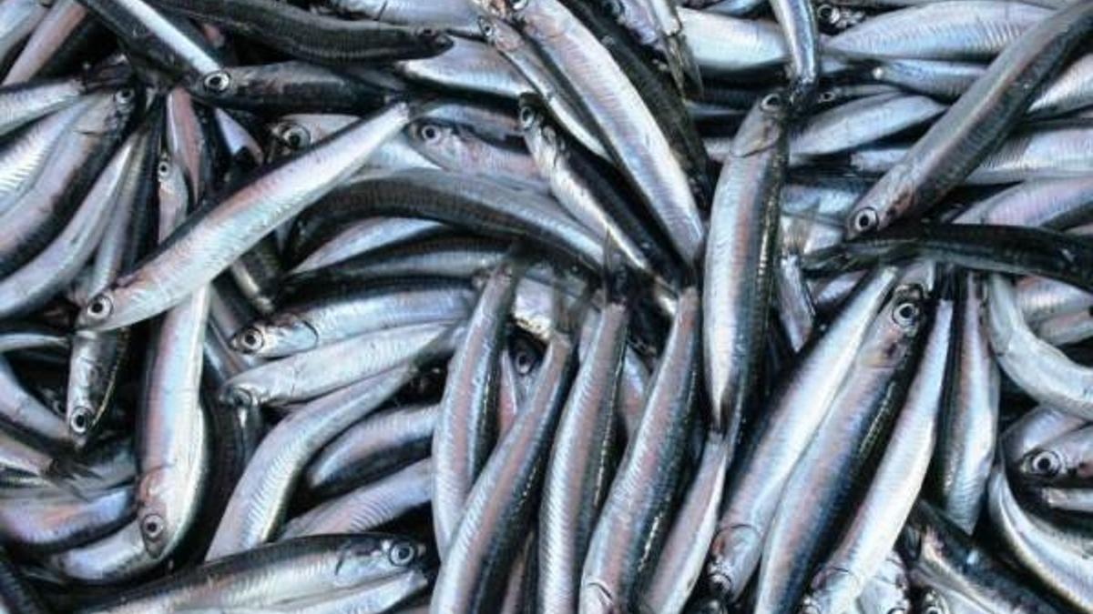 Marmara'da hamsi bolluğu
