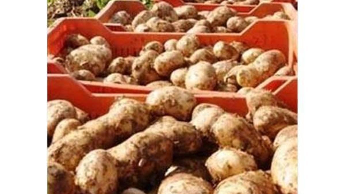 Patateste "yüksek fiyat" uyarısı
