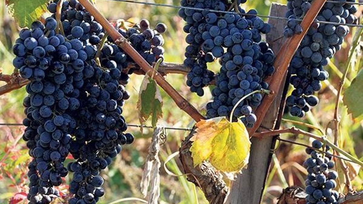 Trakya Bağ Bozumu ve Ekoloji Festivali bölgeyi çekim merkezi haline getirecek