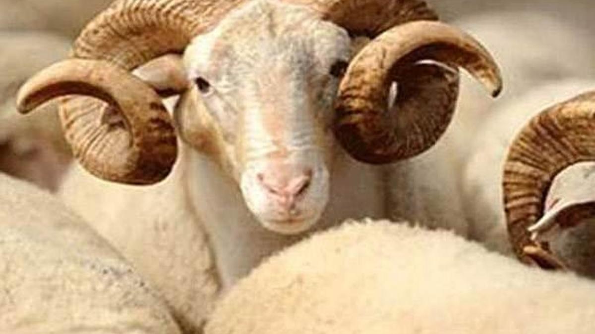 Kurban keseceklere bıçak uyarısı!