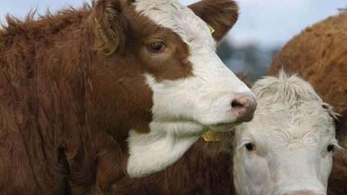 Kurban Bayramı tatili için son açıklama