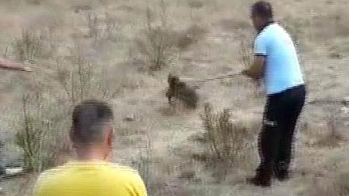 İtfaiye yavru domuz için seferber oldu