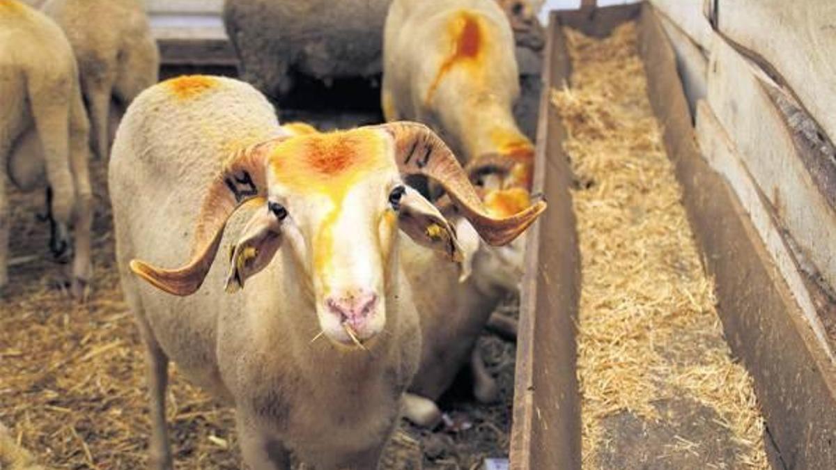 Koyun can, piyasa et derdine düştü!