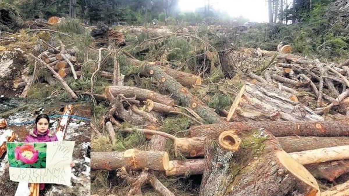 800 yıllık sedir ağaçları kurtuldu