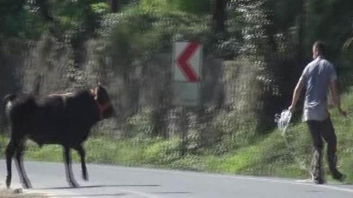 Kurbanlık boğa ortalığı birbirine kattı