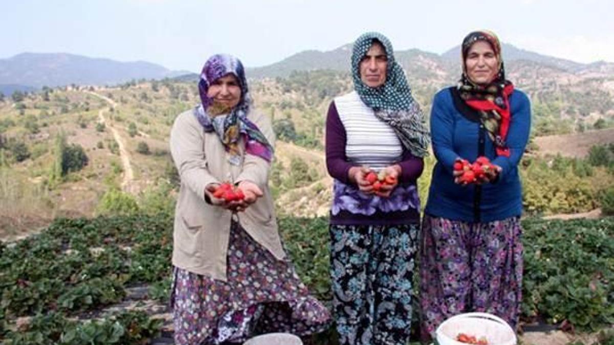 Uludağ'ın yediveren çileği 150 derde deva