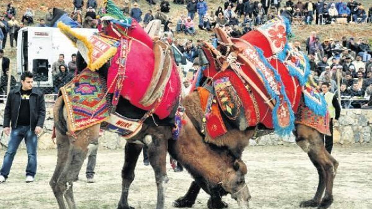 Deve güreşlerinde alkol yasağı tepkisi