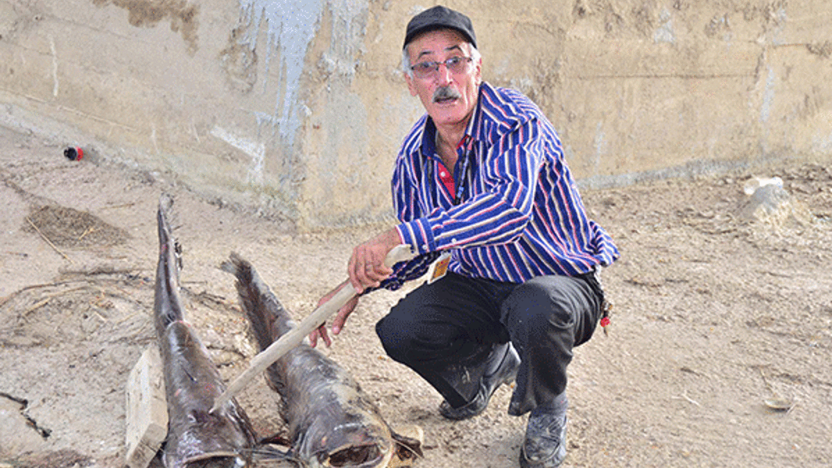 Gediz Nehri’nde ürküten toplu balık ölümü