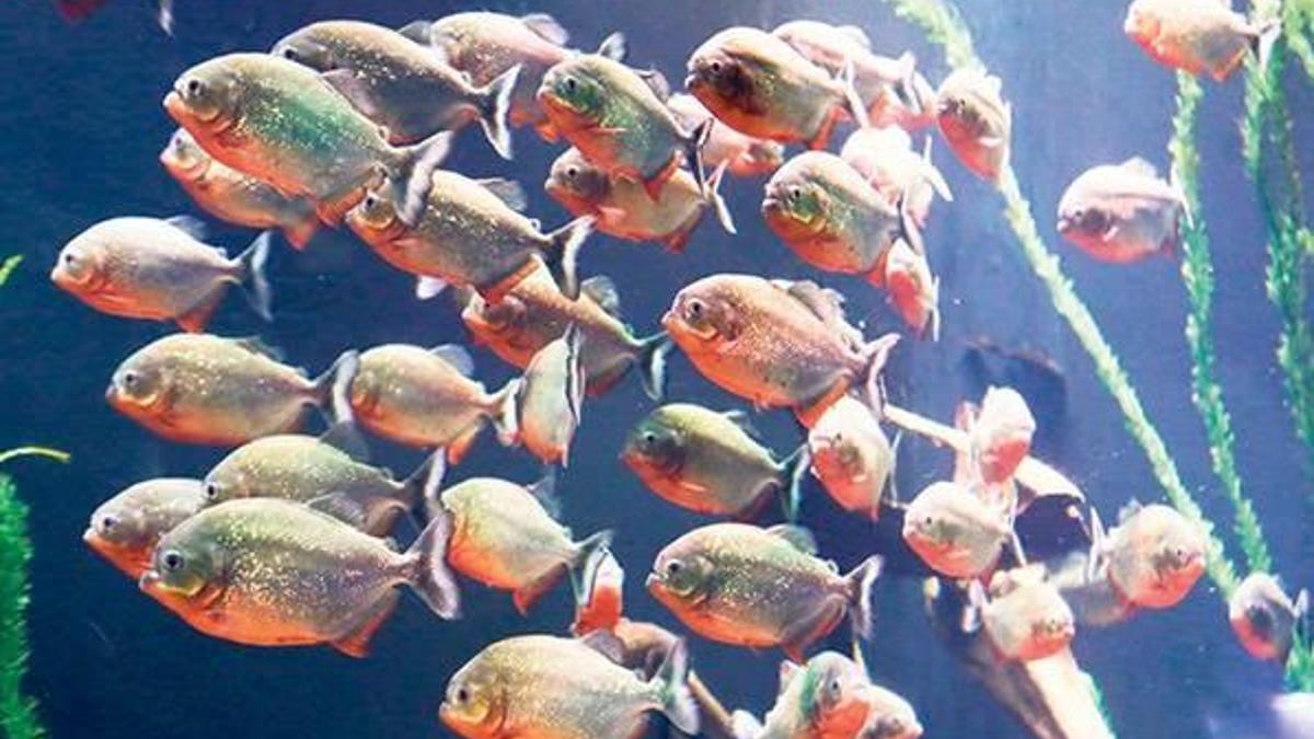 Piranalar birbirini yedi 700’den 350’ye indiler