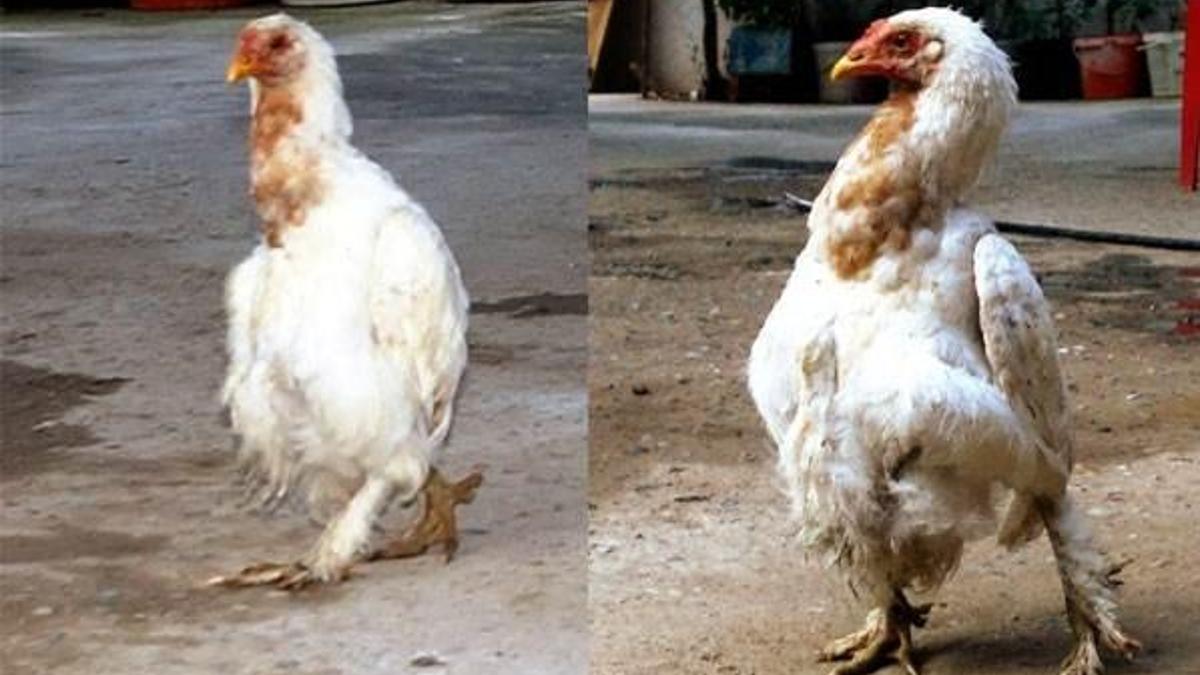 Bu tavuk penguen gibi yürüyor