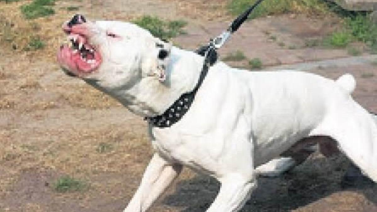 Polis pitbulu uyutup operasyon yaptı