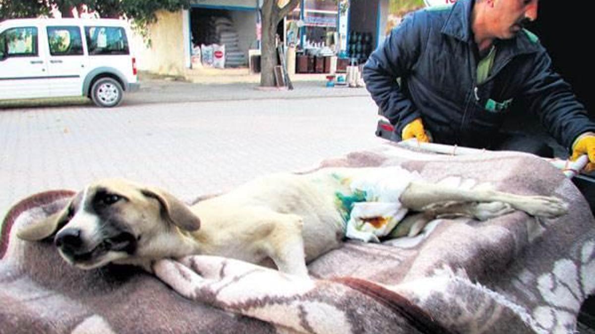 Yaralı sokak köpeği ambulansla tedaviye gitti
