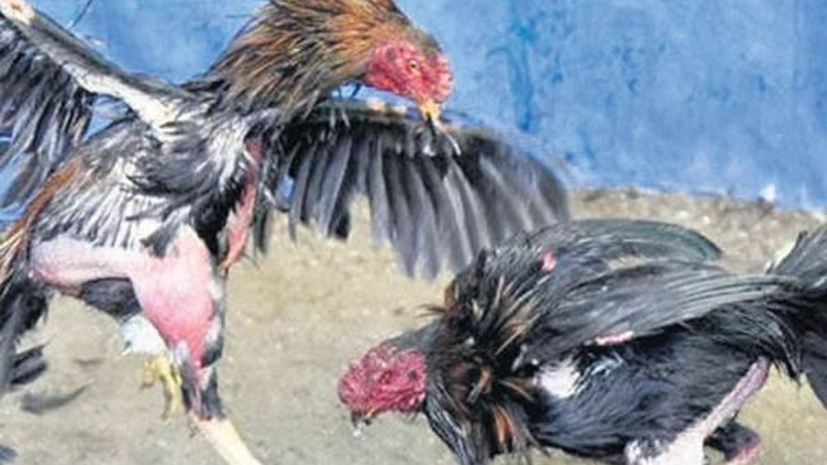 Horoz dövüşü kanlı bitti: 12 kişi öldü
