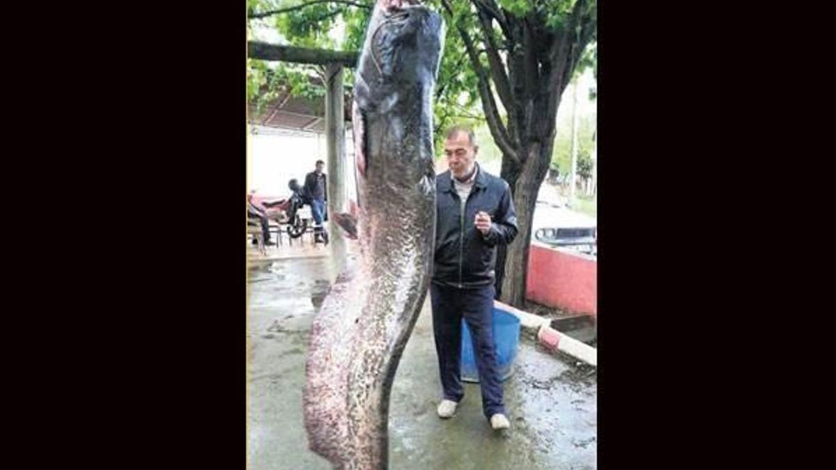 Kelkit Çayı’nda  120 kiloluk yayın balığı