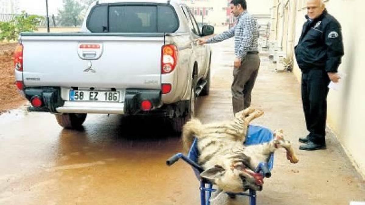 Çizgili sırtlan telef oldu
