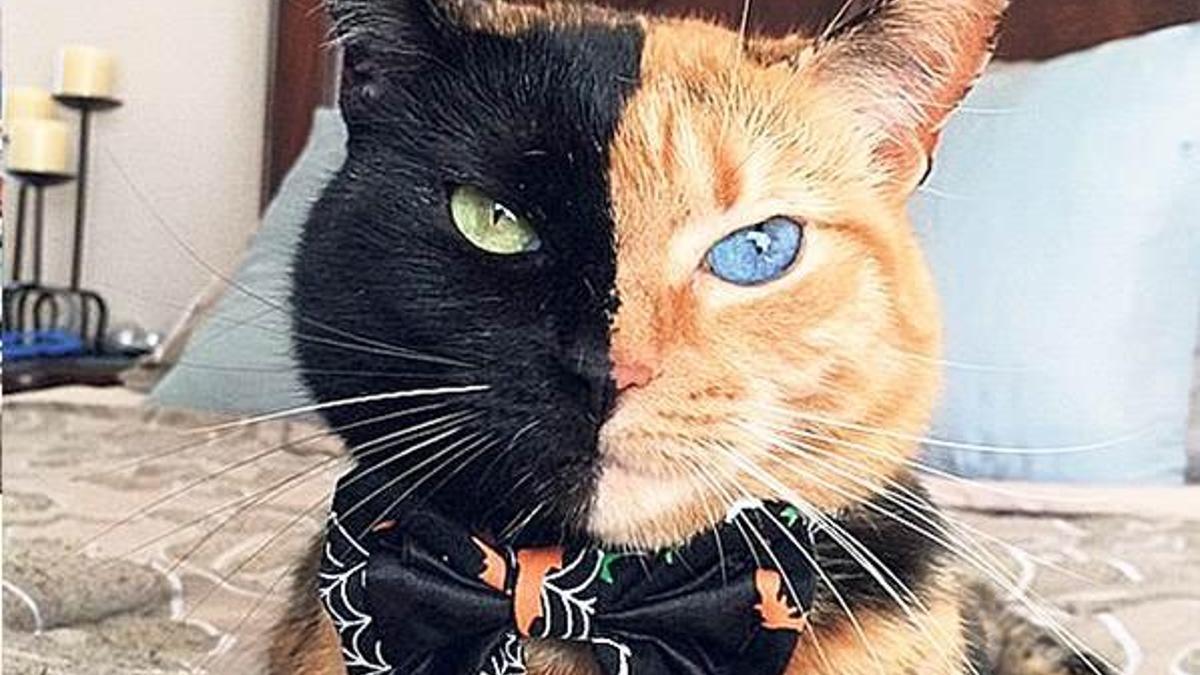 İkiyüzlü kedi!