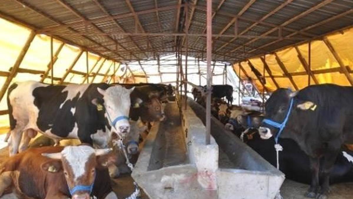 Eskişehir'de şap karantinası