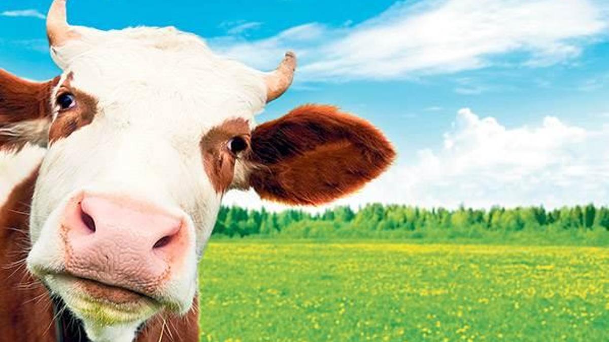 Şap yüzünden et fiyatları düşecek