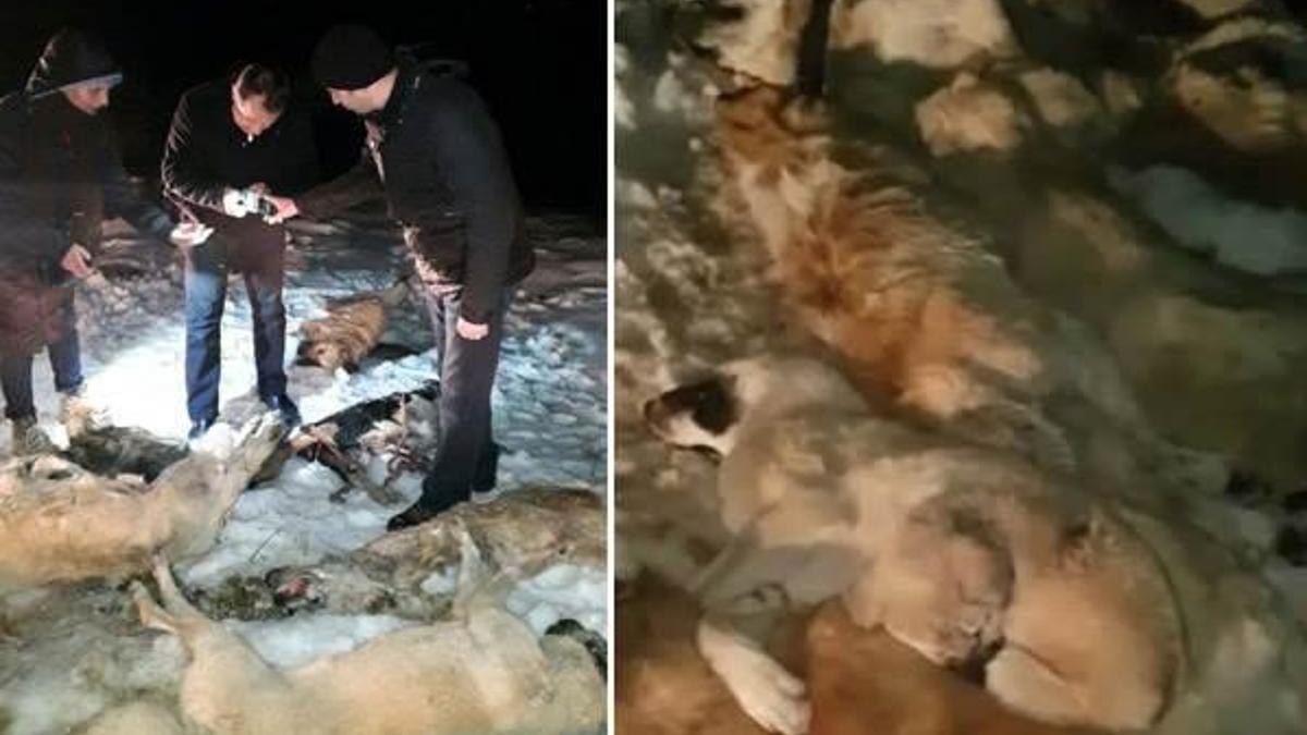 Kastamonu’da 9 köpek ölü olarak bulundu
