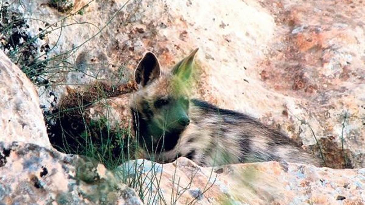 Hatay’da, nesli tükenmekte olan çizgili sırtlan görüntülendi