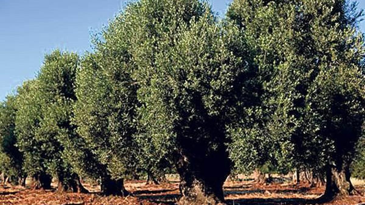 AB’ye karşı çıktılar 1 milyon zeytin ağacını kestirmediler