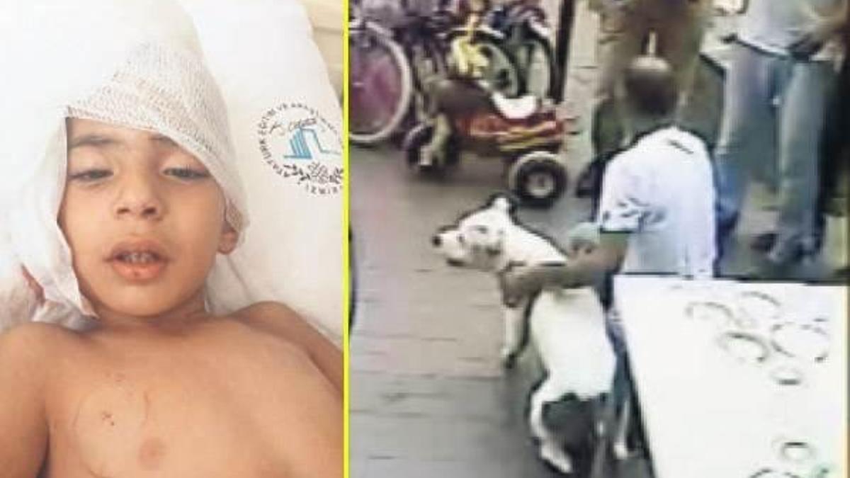 Çocuğu ısıran köpeğin sahibine 1 yıl hapis