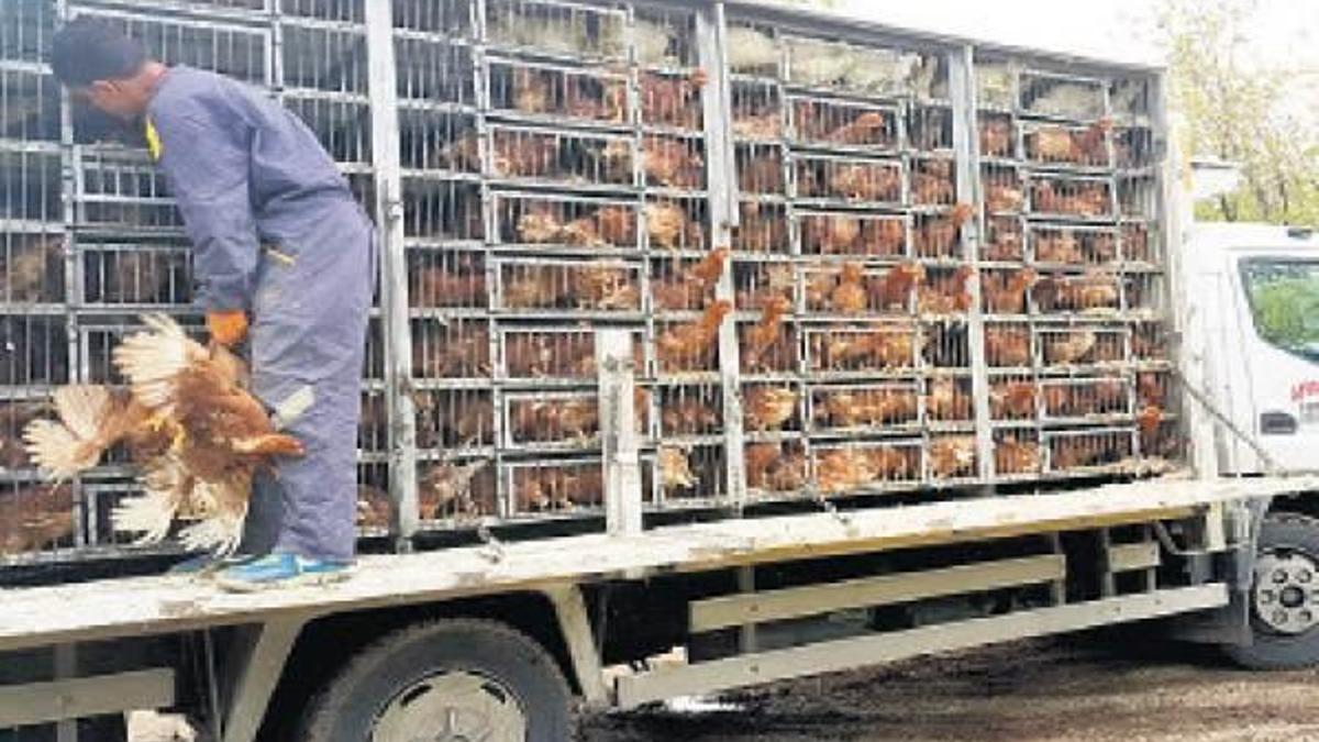 Hayvanların konforlu yolculuğu ertelendi