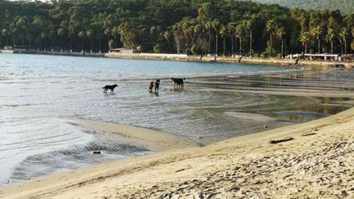 Muğla'da korkutan görüntü
