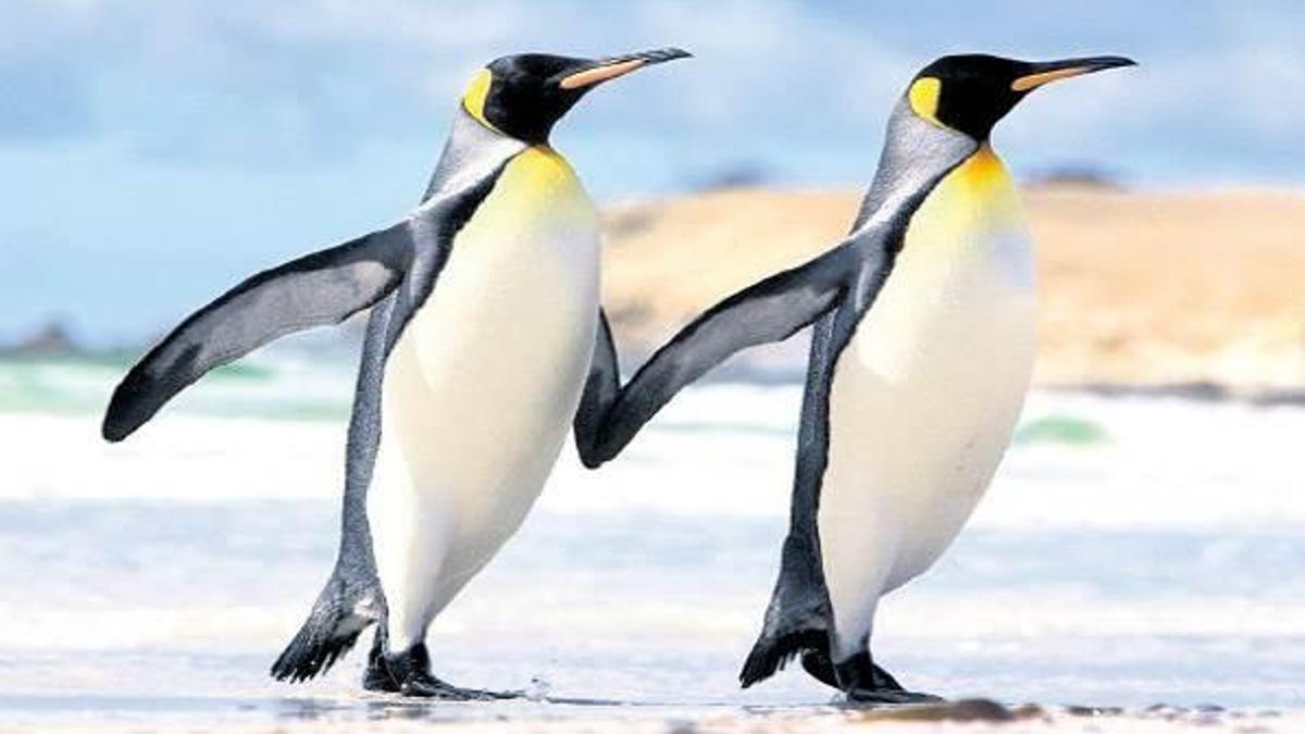 Karlı ve buzlu yolda penguen gibi yürüyün