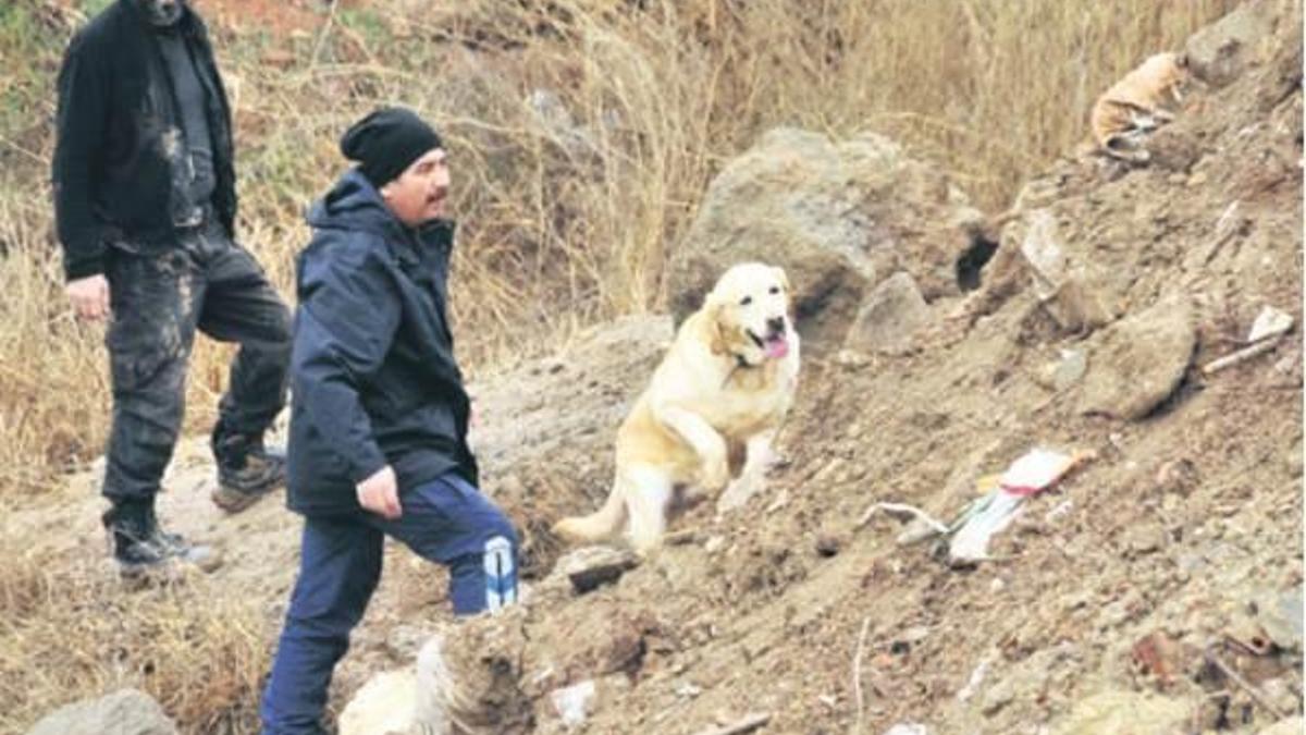 Kayıp çocukları özel eğitimli köpekler arıyor