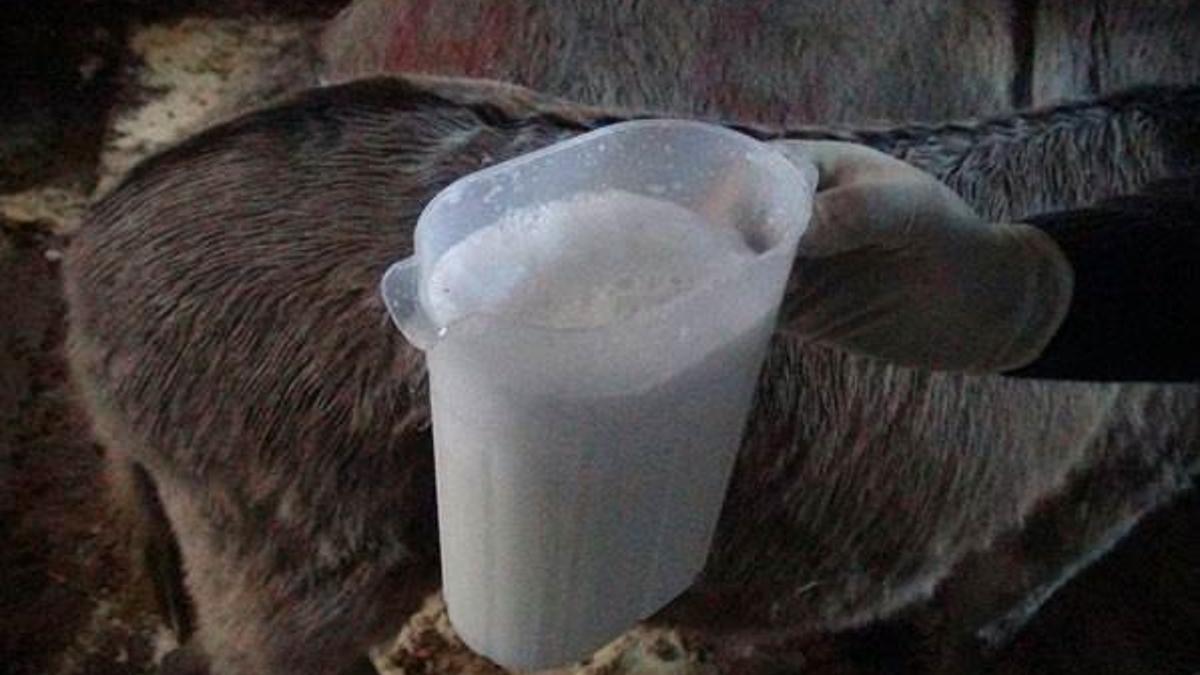 Çiftliğinde eşeklerin sütünü sağıp satıyor