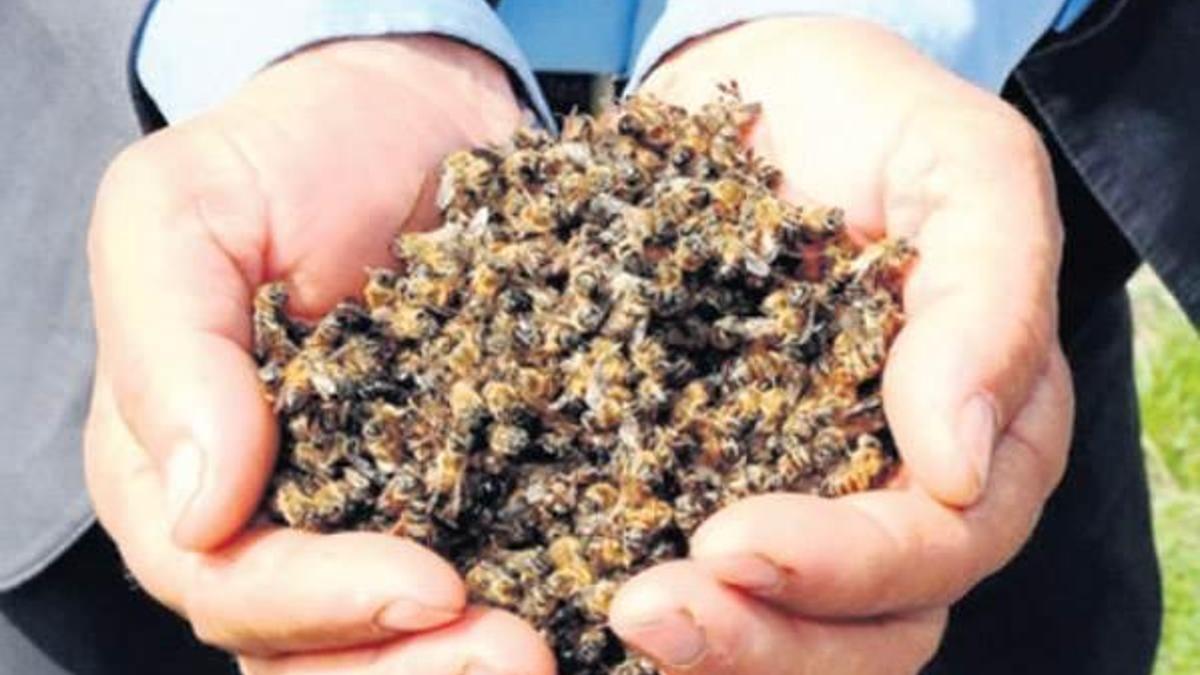 Arı ölümlerinin nedeni mide enfeksiyonu