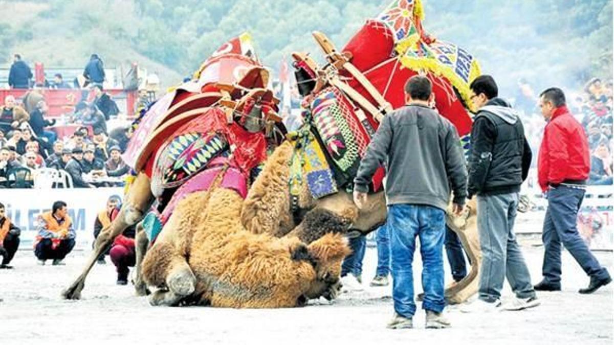 120 deve arenaya çıktı, ölesiye güreşti
