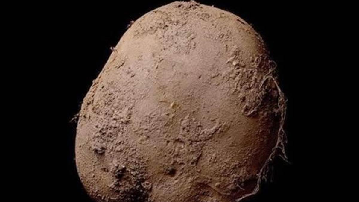 Patates fotoğrafına 1 milyon Euro