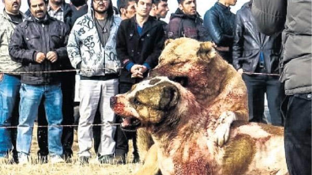 İran’daki ’köpek dövüşü’ne tepki