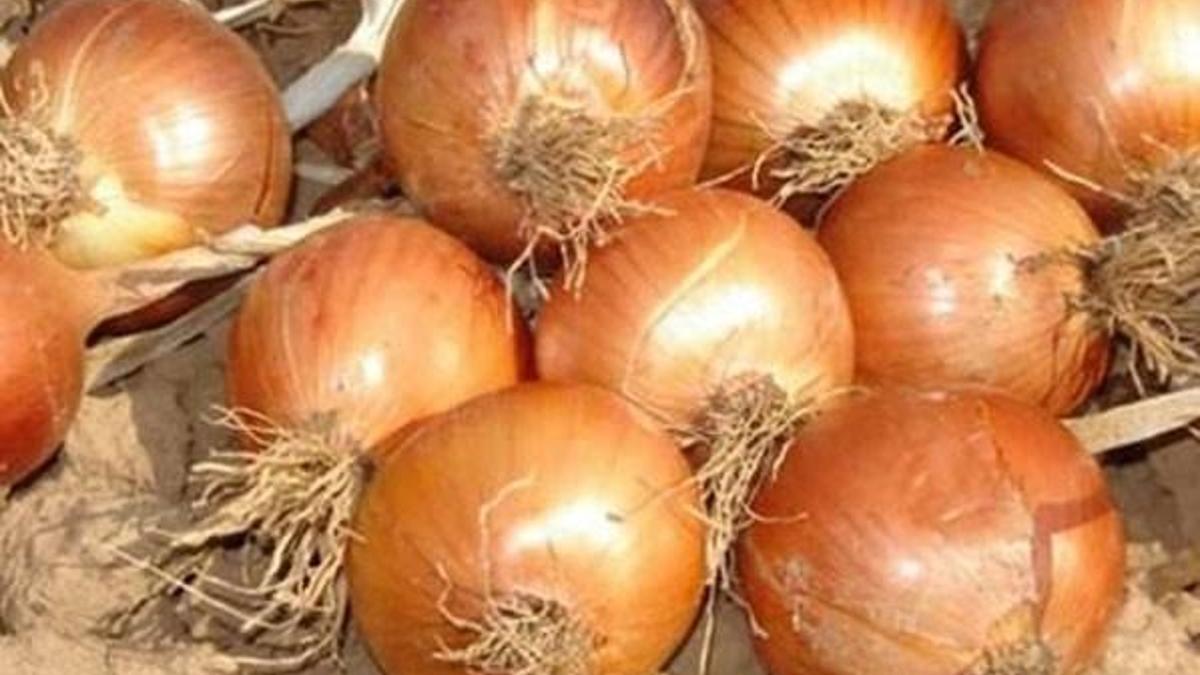 Hırsızlar kuru soğana dadandı